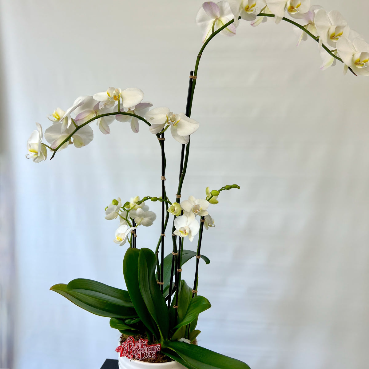 Special Orchid Plant – MERCY'S FLOWERS, Miami FL