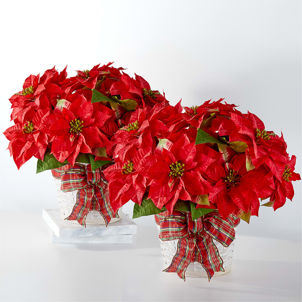 Happiest Holidays Poinsettia Bundle – MERCY'S FLOWERS, Miami FL