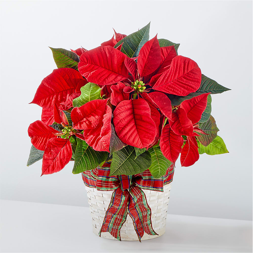 Happiest Holidays Poinsettia – MERCY'S FLOWERS, Miami FL