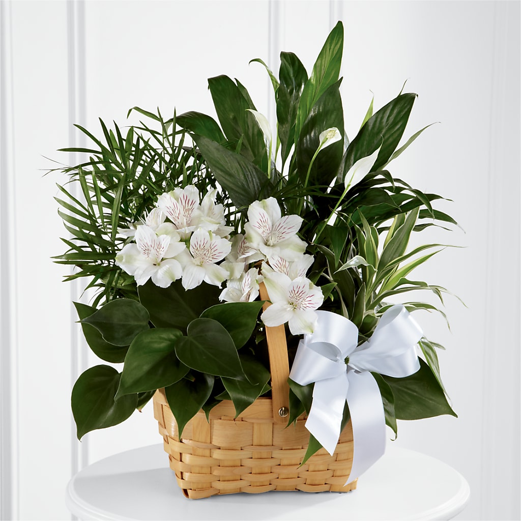 Peace & Serenity Dishgarden – MERCY'S FLOWERS, Miami FL