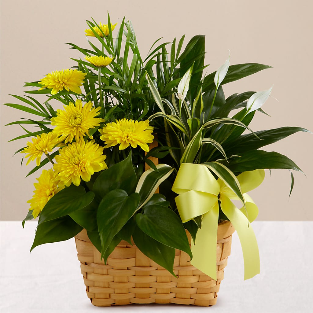 Loving Light Dishgarden – MERCY'S FLOWERS, Miami FL