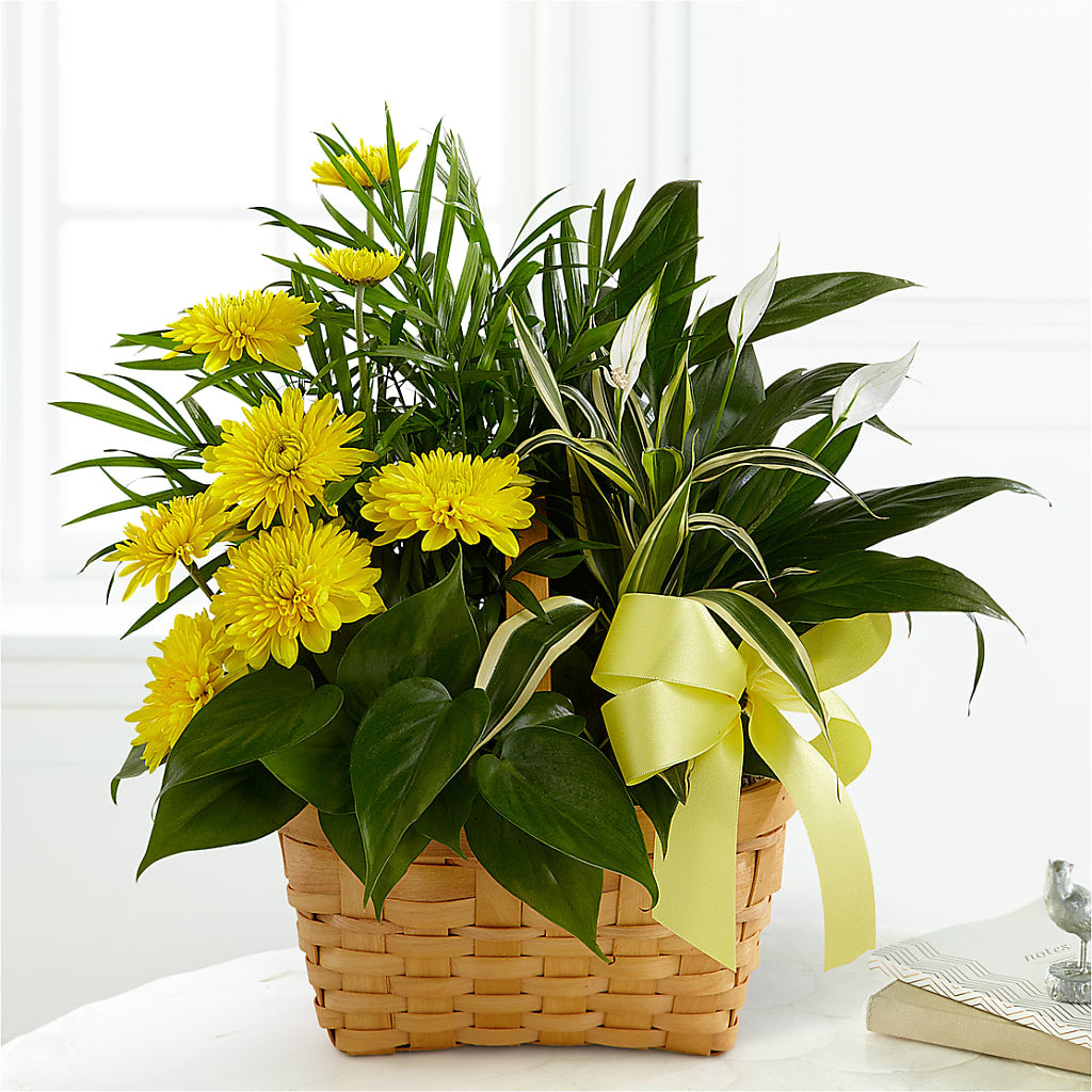 Loving Light Dishgarden – MERCY'S FLOWERS, Miami FL