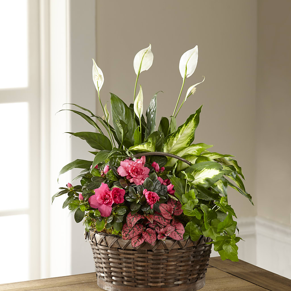 Dream in Pink Dishgarden – MERCY'S FLOWERS, Miami FL