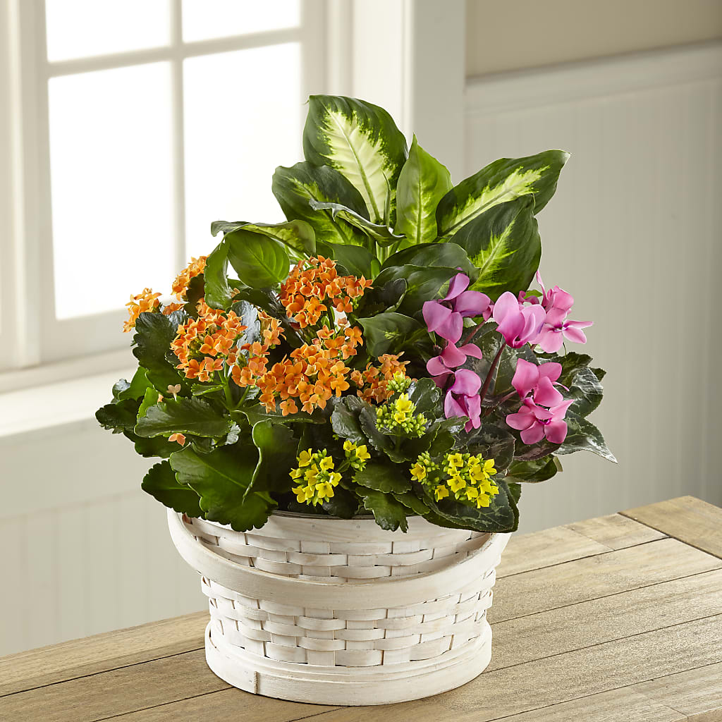Color Crush Dishgarden – MERCY'S FLOWERS, Miami FL