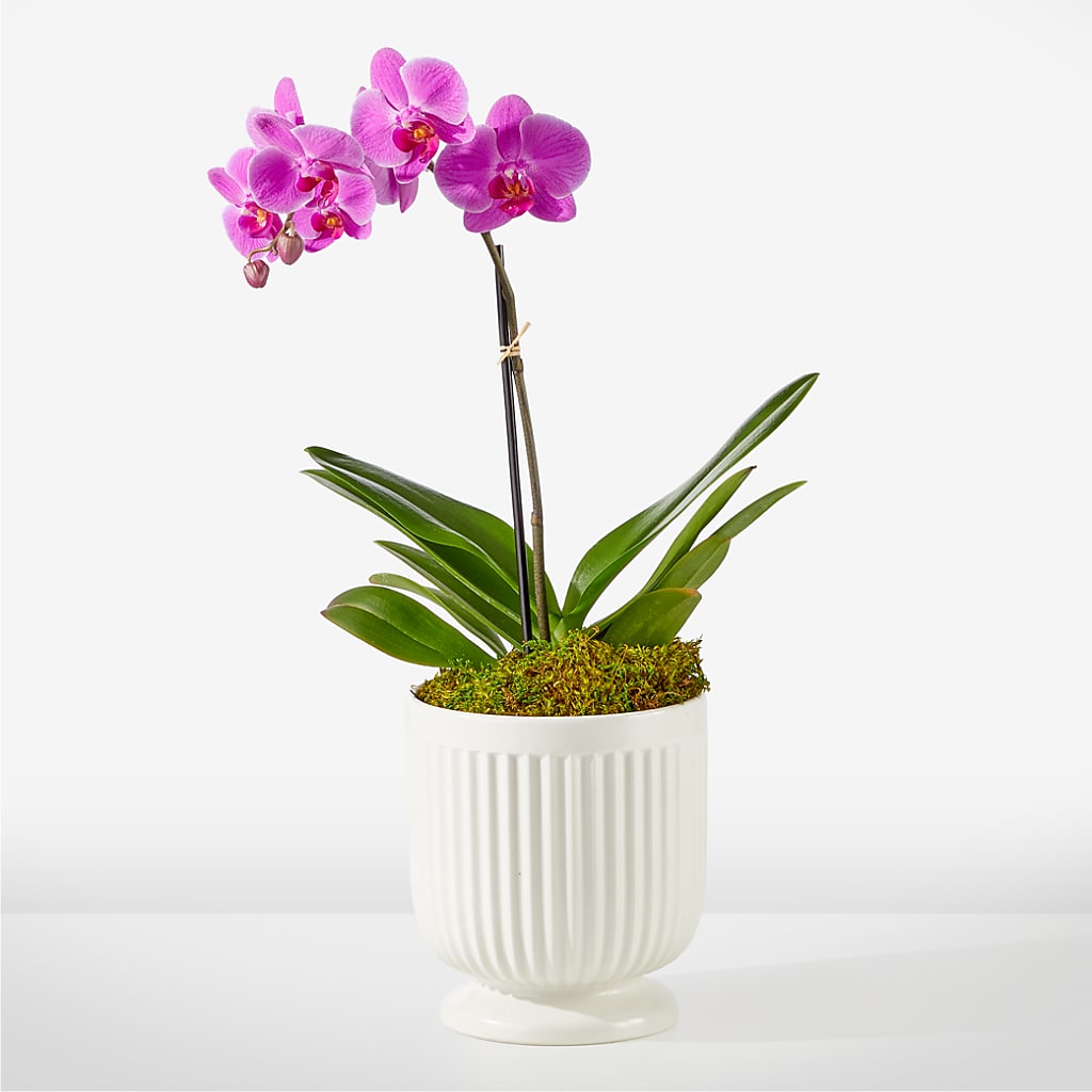 Friendly Fuchsia Orchid – MERCY'S FLOWERS, Miami FL