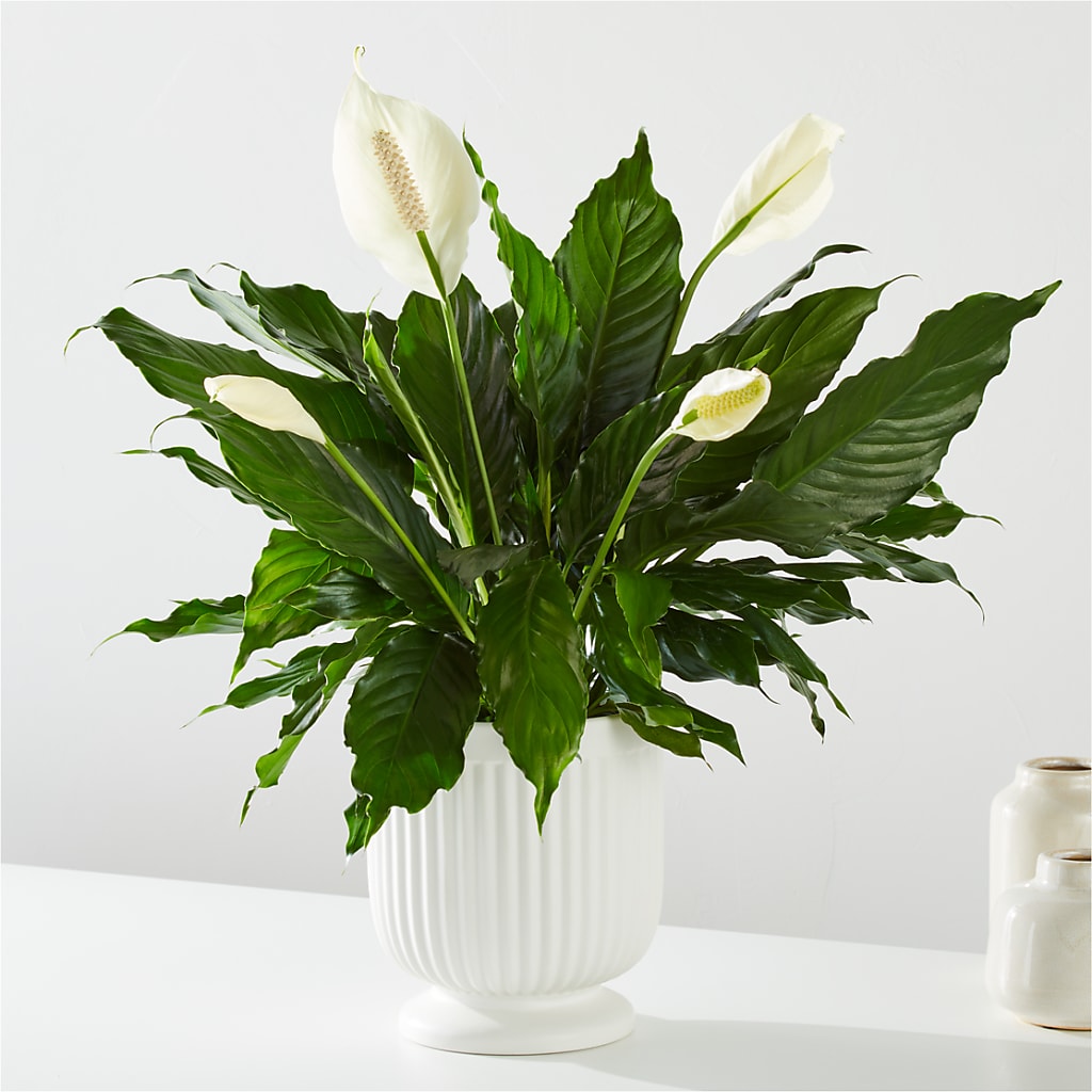 Comfort Planter – MERCY'S FLOWERS, Miami FL