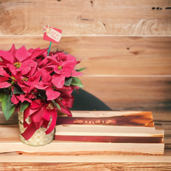 Elegant Poinsettia for Chritsmas – MERCY'S FLOWERS, Miami FL