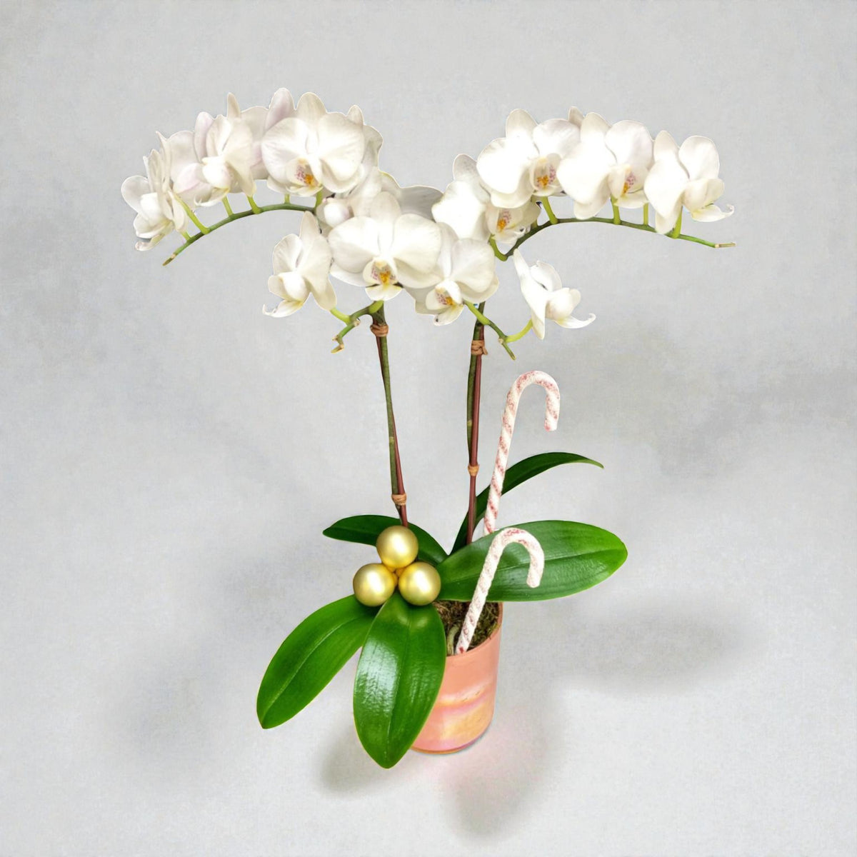 Beautifull White Mini Orquid – MERCY'S FLOWERS, Miami FL