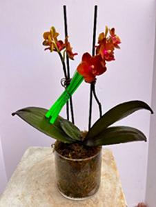 Orchids on the air – MERCY'S FLOWERS, Miami FL