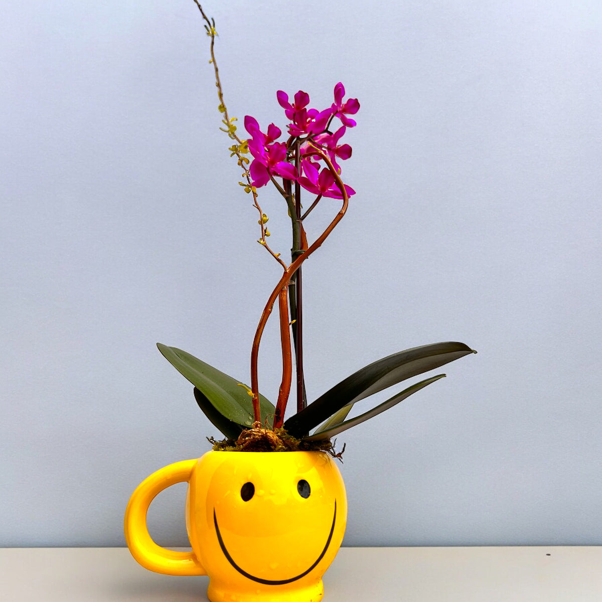 Smiley Face with Miniature Orchid – MERCY'S FLOWERS, Miami FL