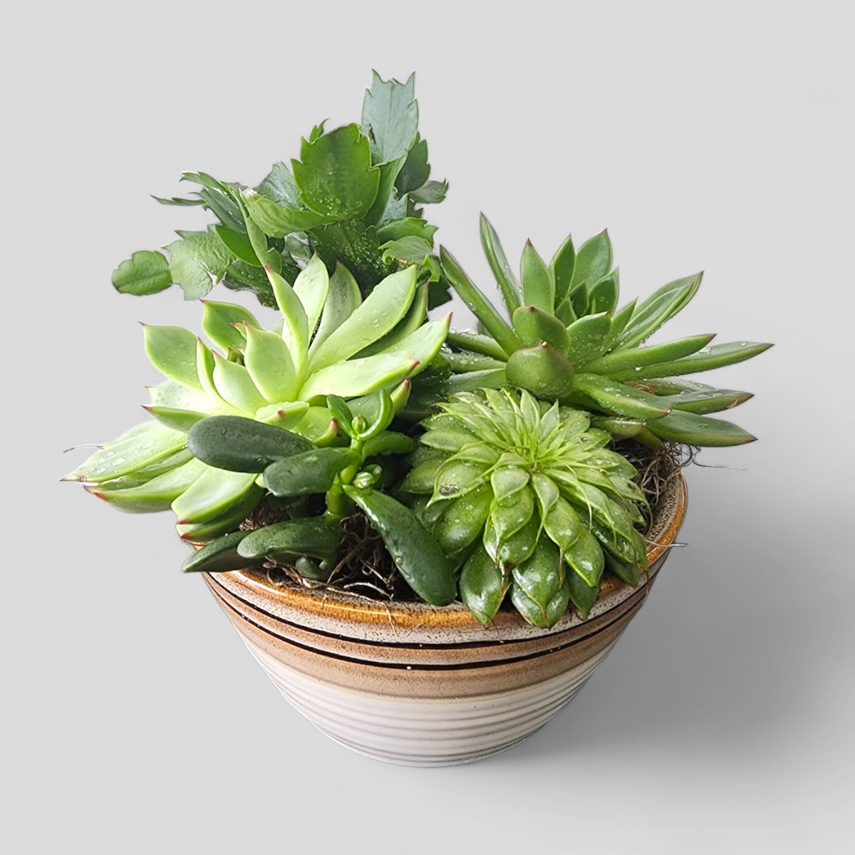 Beautiful Succulents of the Sahara – MERCY'S FLOWERS, Miami FL