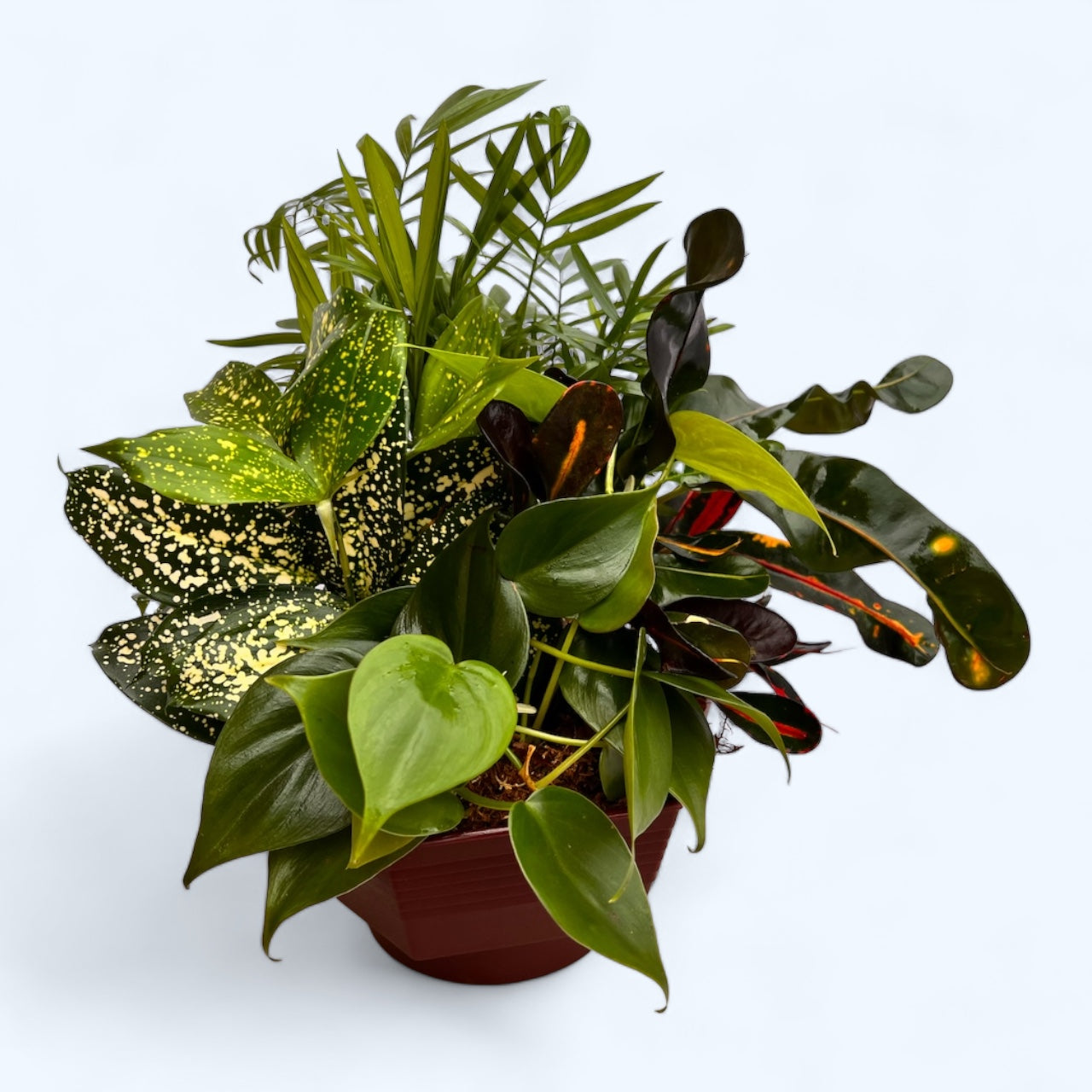 Dish Gardens