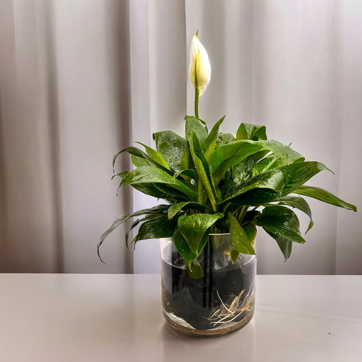 Decorative Spathiphyllum in Water – MERCY'S FLOWERS, Miami FL