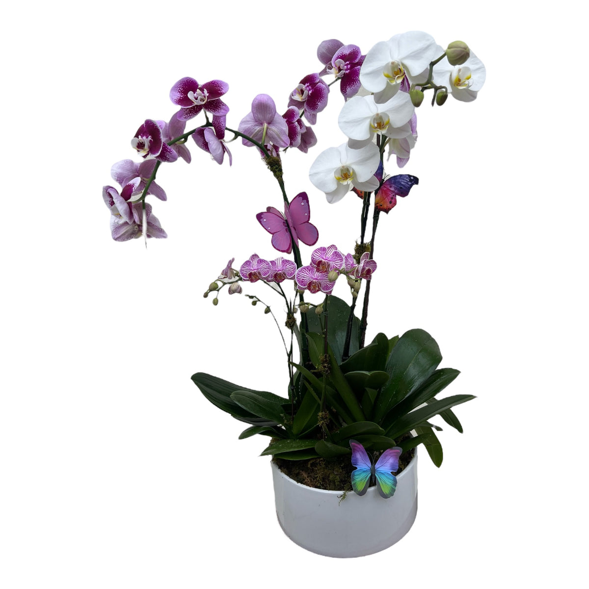 Orchids of Love – MERCY'S FLOWERS, Miami FL