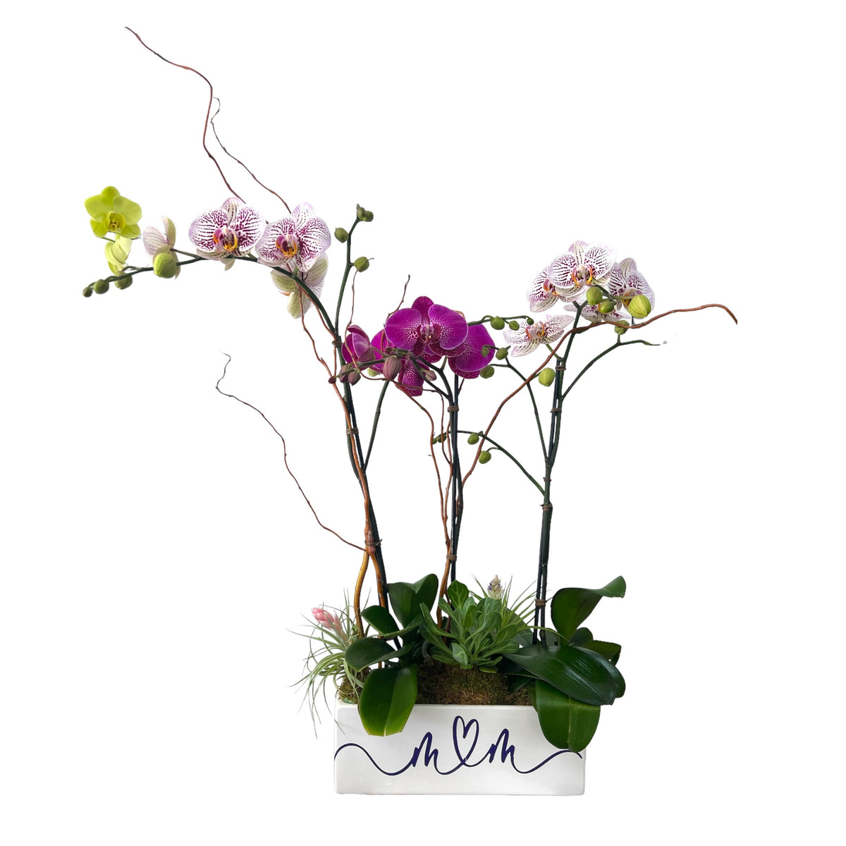 Blooms of Love: Mother's Day Orchids – MERCY'S FLOWERS, Miami FL