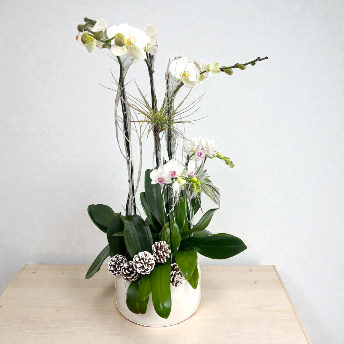 Winter Phalaenopsis Garden – MERCY'S FLOWERS, Miami FL