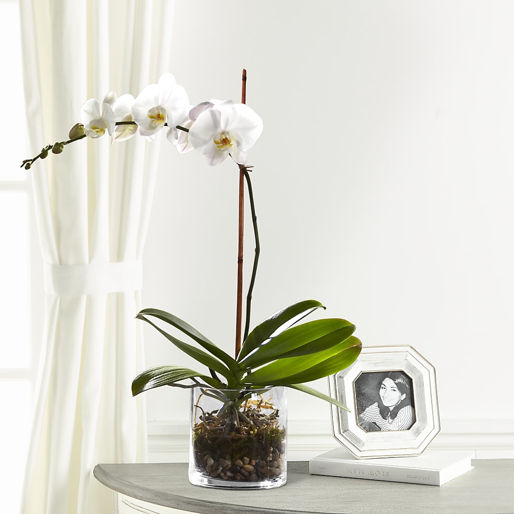 White Orchid Planter – MERCY'S FLOWERS, Miami FL