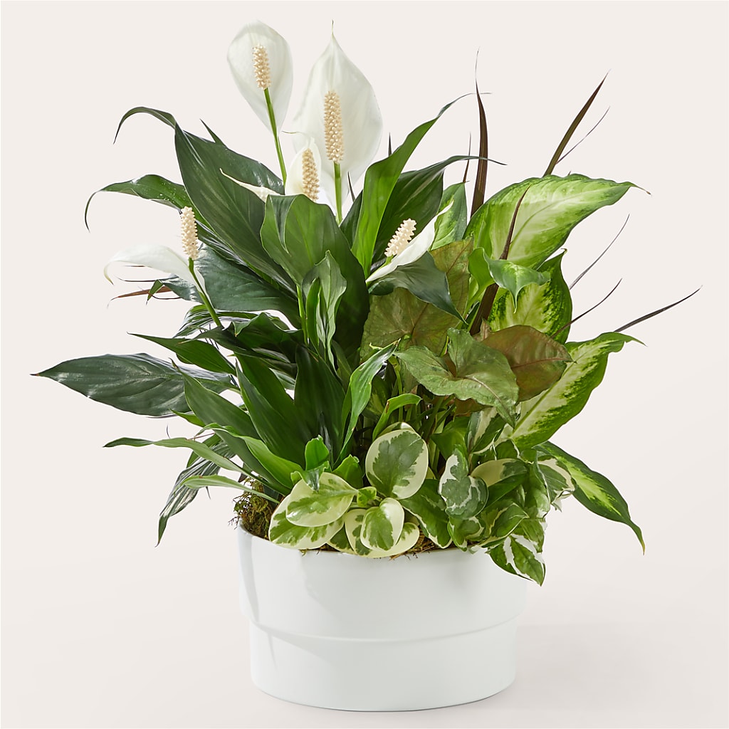 Radiating Positivity Dishgarden – MERCY'S FLOWERS, Miami FL