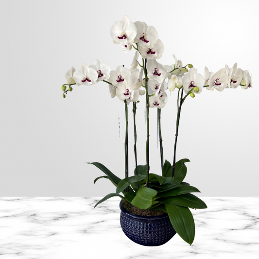Special Orchid Plant