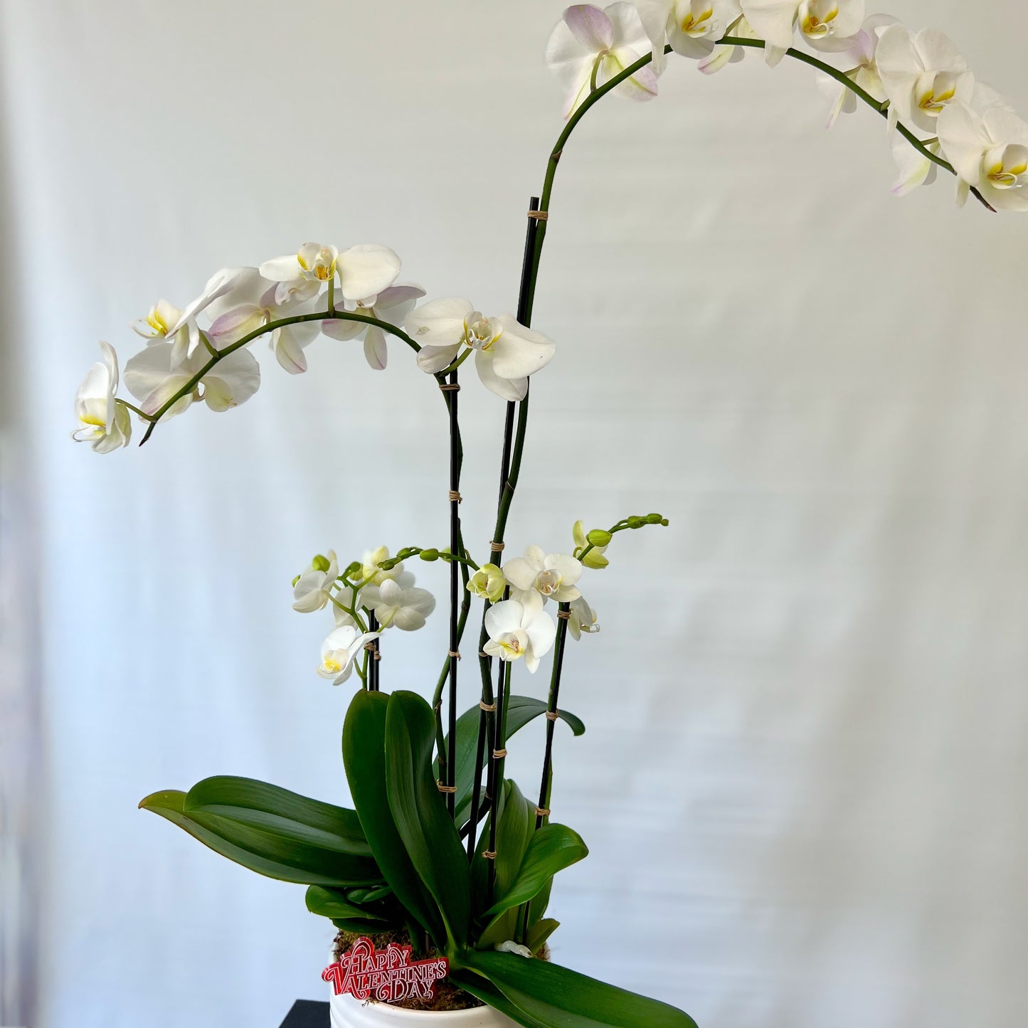 Special Orchid Plant