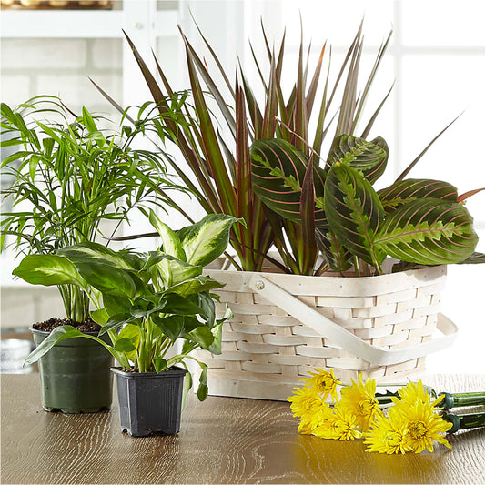 Florist Designed Blooming and Green Plants in a Basket – MERCY'S FLOWERS, Miami FL