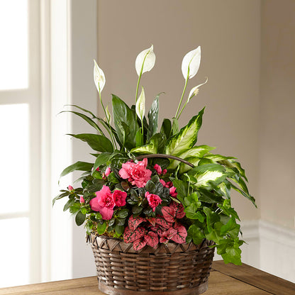 Dream in Pink Dishgarden – MERCY'S FLOWERS, Miami FL