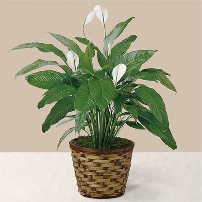 Tranquil Moments Peace Lily Plant – MERCY'S FLOWERS, Miami FL
