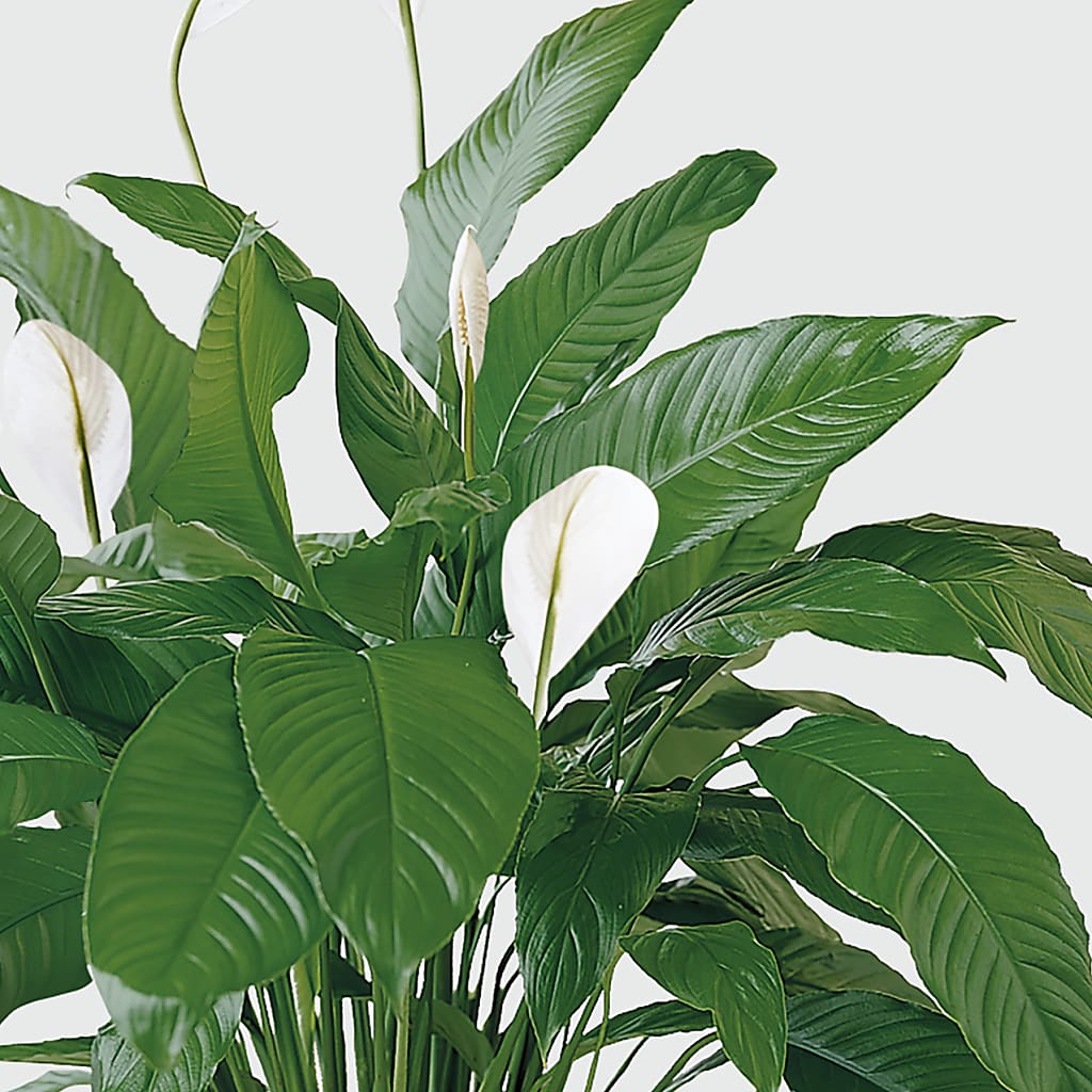 Tranquil Moments Peace Lily Plant – MERCY'S FLOWERS, Miami FL