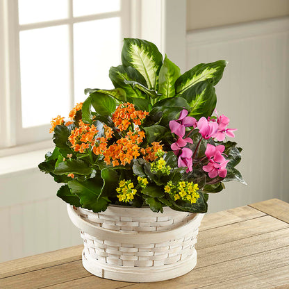 Color Crush Dishgarden – MERCY'S FLOWERS, Miami FL