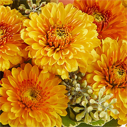 Peachy Pumpkin – MERCY'S FLOWERS, Miami FL
