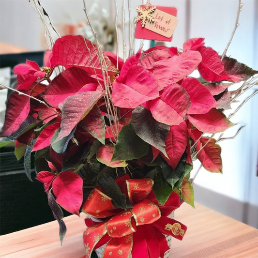 Elegant Poinsettia for Chritsmas