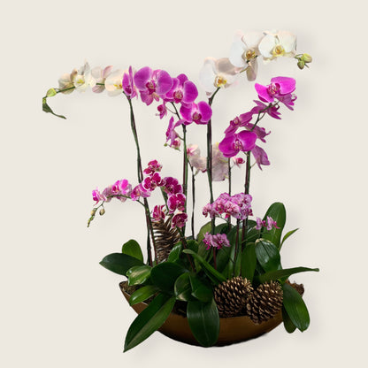 Wonderfull Orquids in Chritsmas – MERCY'S FLOWERS, Miami FL