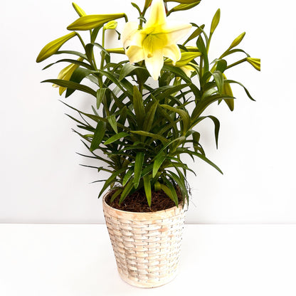 Easter Lily Plants