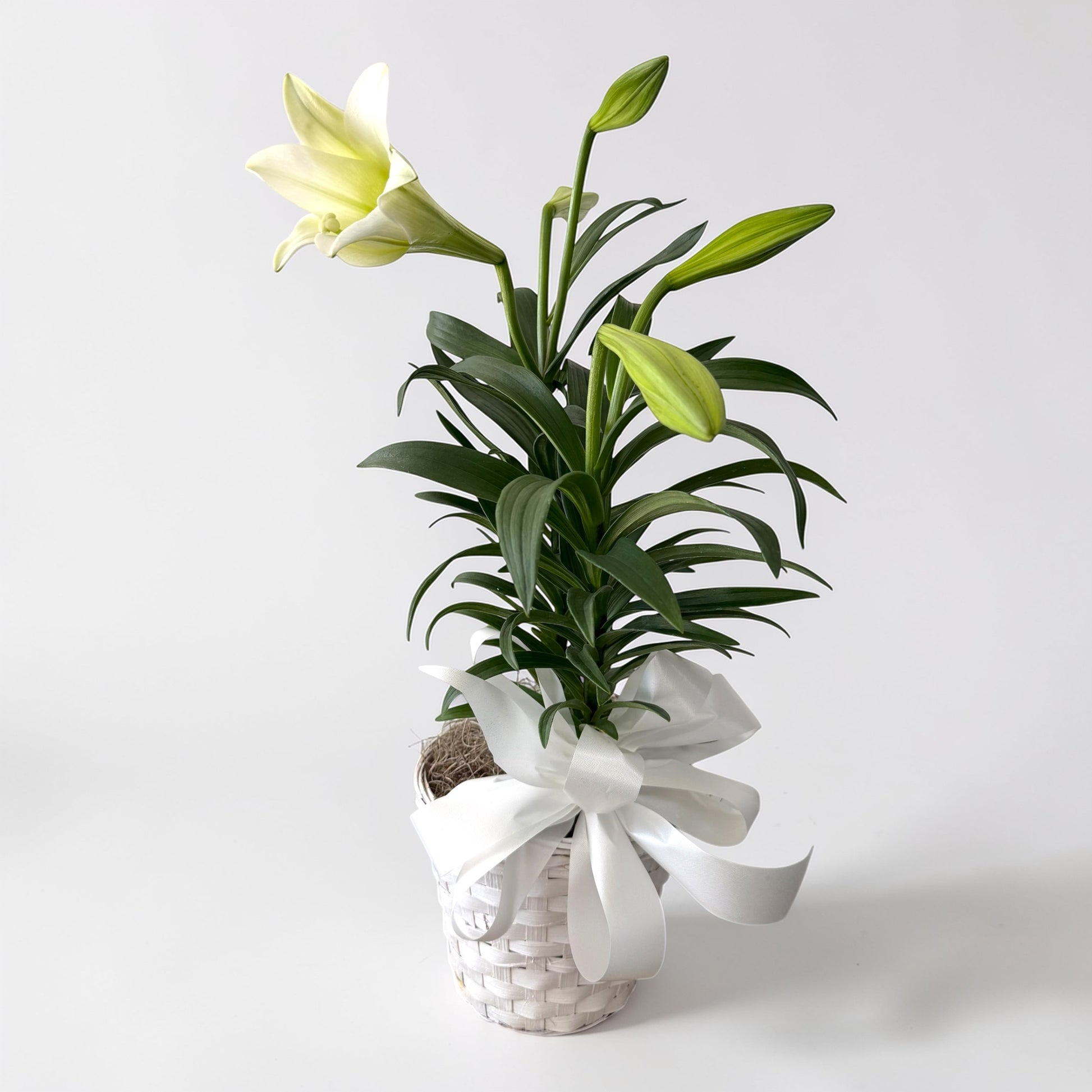 easter lily flower arrangements Easter Lily Plants