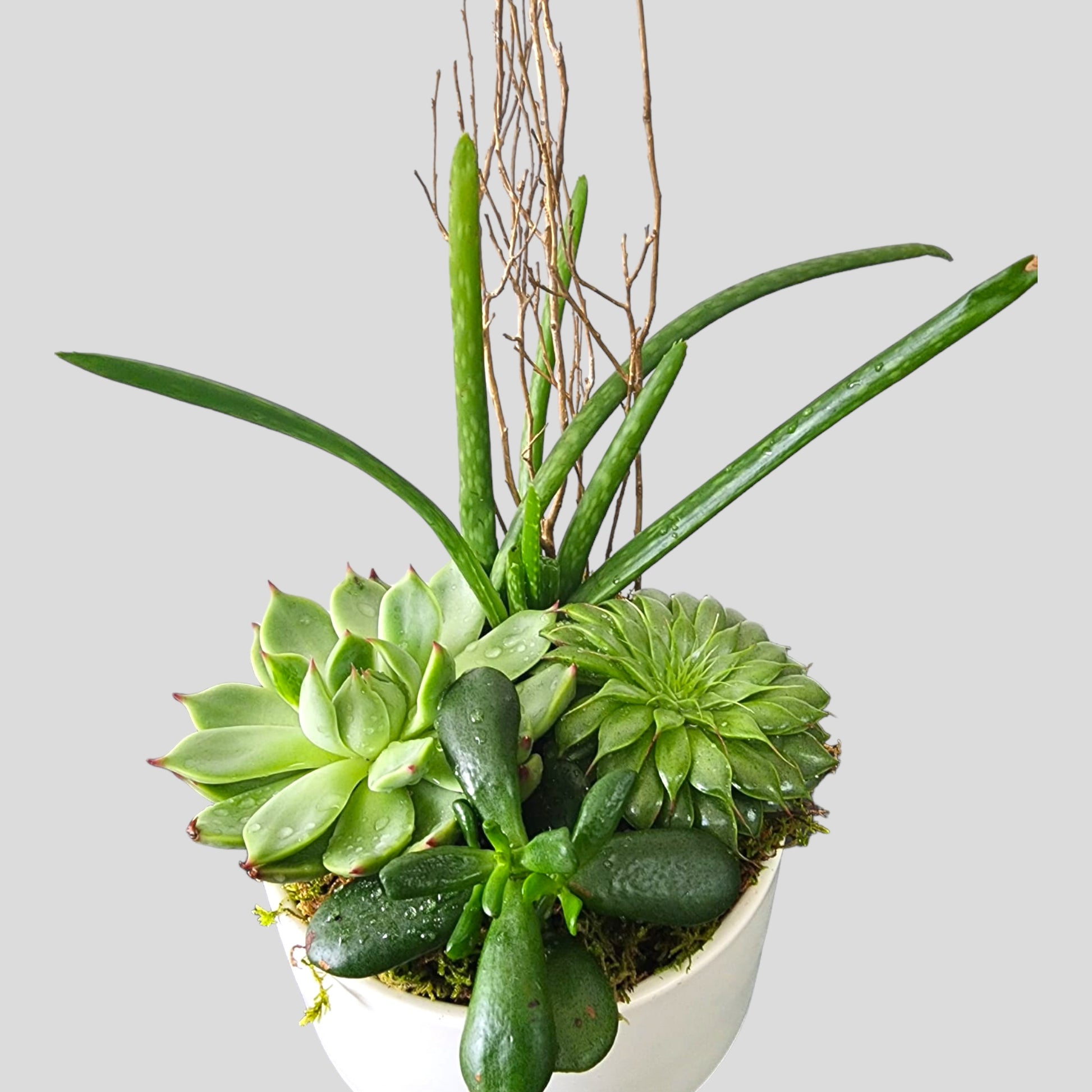 succulents miami florida Beautiful Succulents of the Sahara