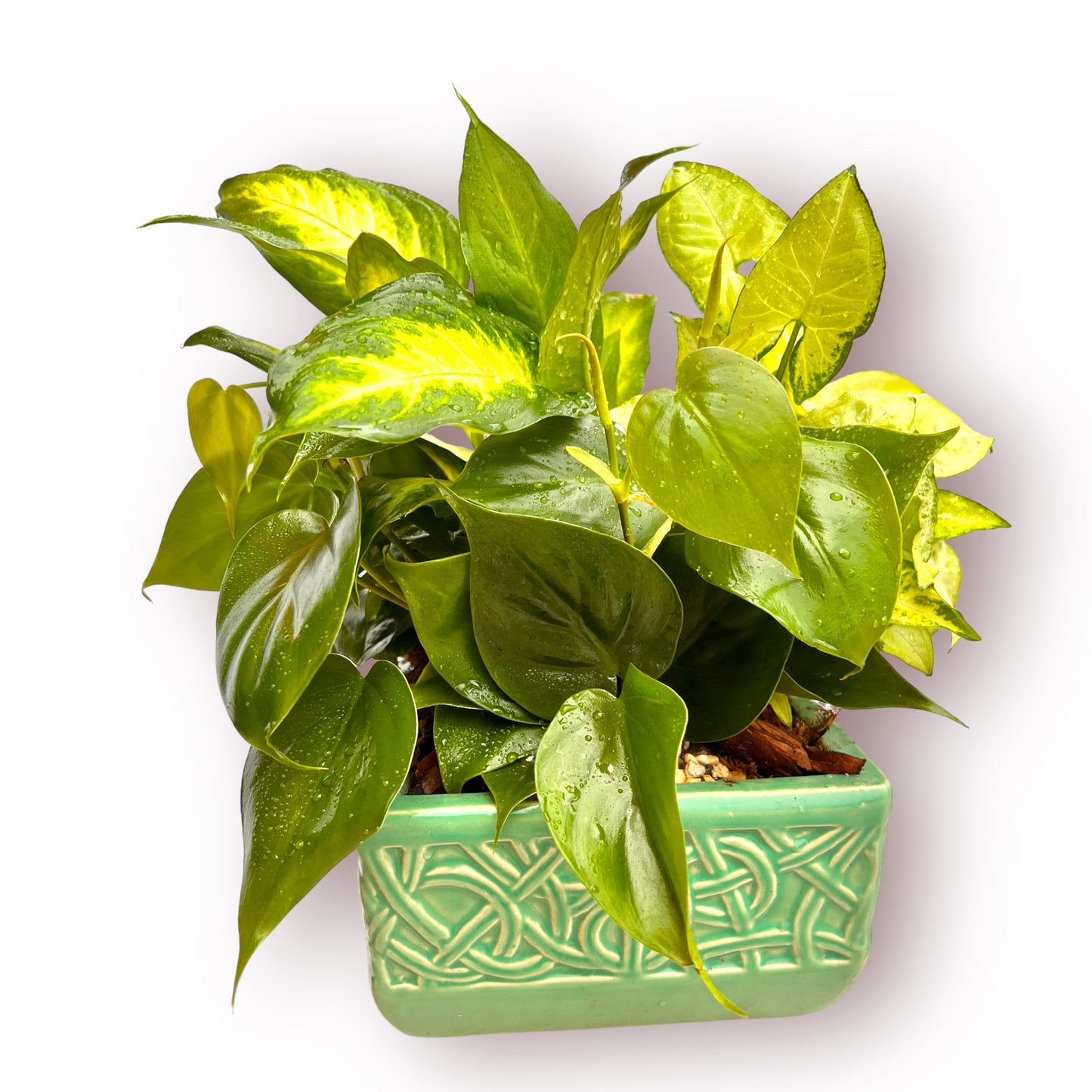 Dish Gardens