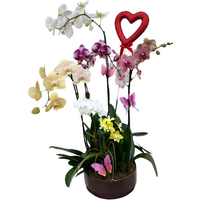Orchids of Love