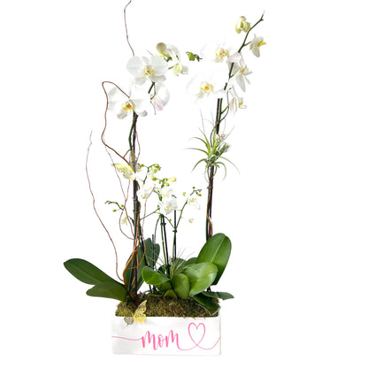 Blooms of Love: Mother's Day Orchids