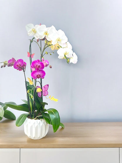 Blooms of Love: Mother's Day Orchids