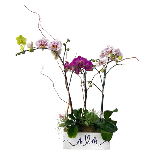 Blooms of Love: Mother's Day Orchids