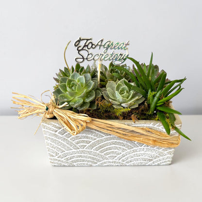 Quiet Appreciation — Succulent Garden – MERCY'S FLOWERS, Miami FL
