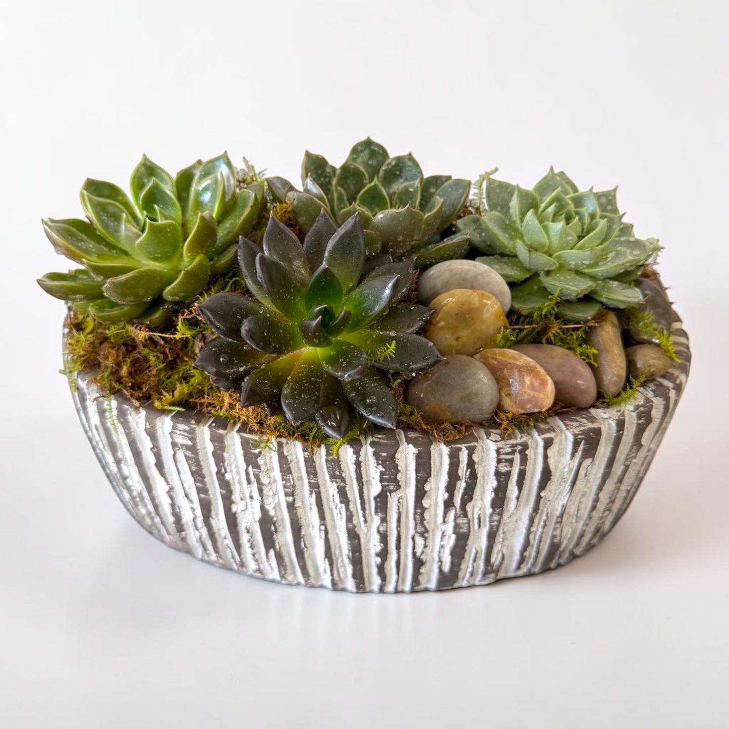 Grounded Beauty — Succulent Garden