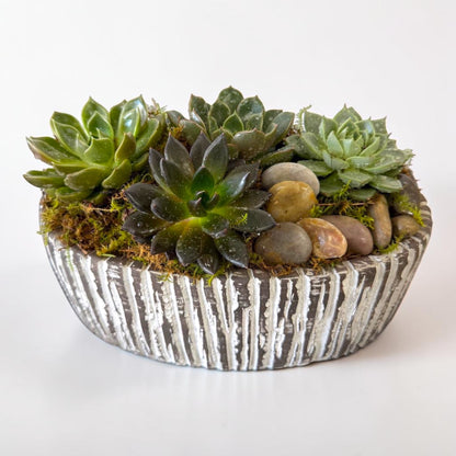Grounded Beauty — Succulent Garden – MERCY'S FLOWERS, Miami FL