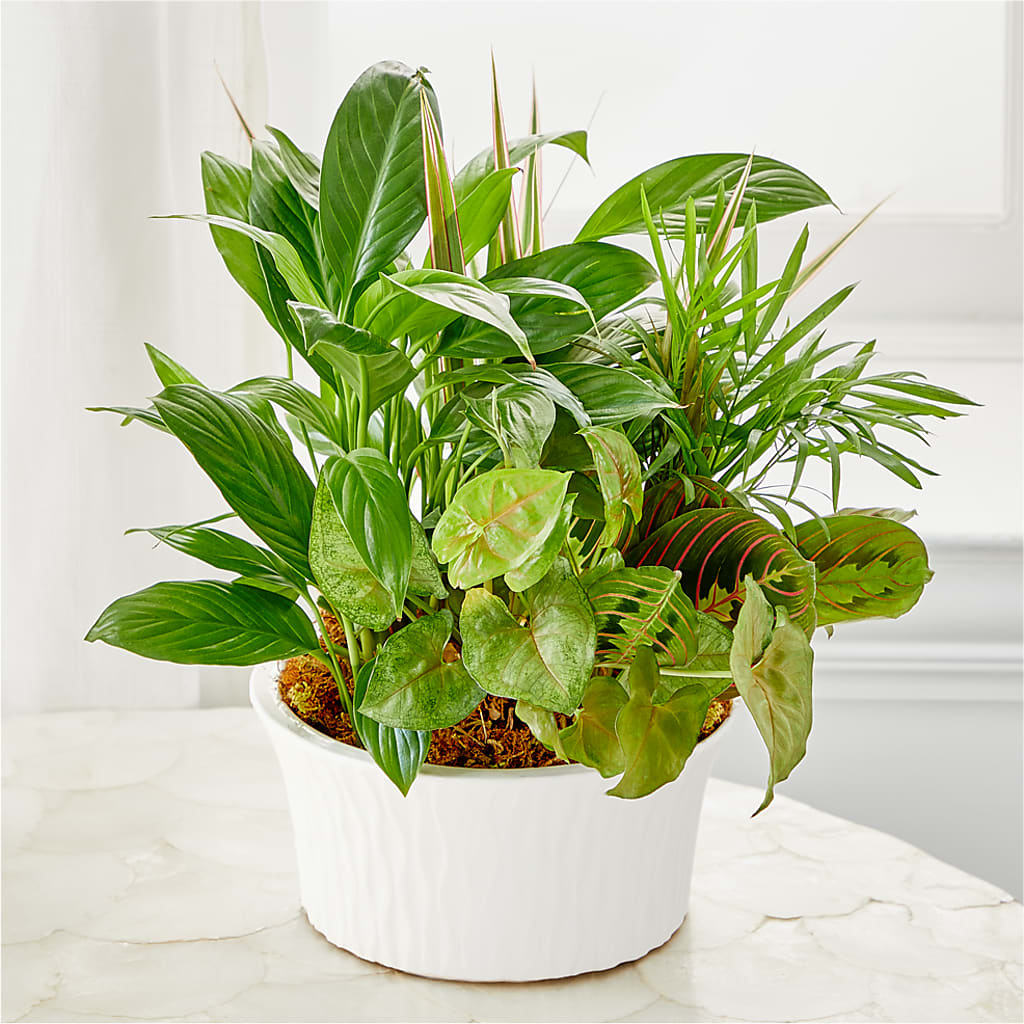 Balance & Harmony Dishgarden – MERCY'S FLOWERS, Miami FL