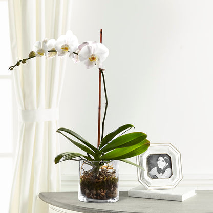 White Orchid Planter – MERCY'S FLOWERS, Miami FL