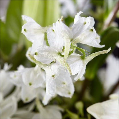 Classic Ivory – A Florist Original – MERCY'S FLOWERS, Miami FL