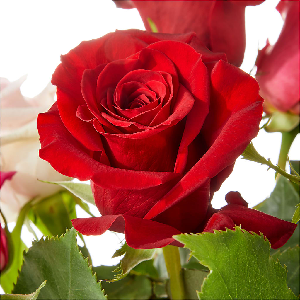 Love Notes Rose Bouquet – MERCY'S FLOWERS, Miami FL